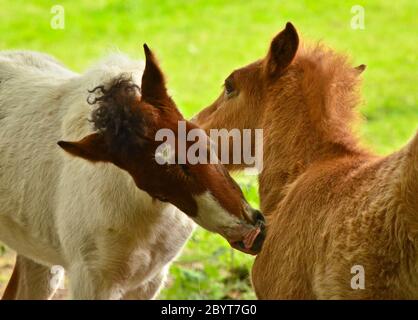 Zwei niedliche und tolle kleine Fohlen von isländischen Pferden, eine Spieße und eine duncoloured, spielen und pflegen zusammen und üben soziales Lernen Stockfoto