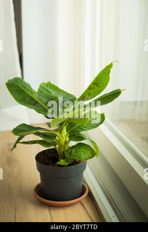 Musa Tropicana Zwergbananenpflanze, isoliert und in der Nähe eines großen Fensters gelegen. Vertikale Aufnahme. Stockfoto