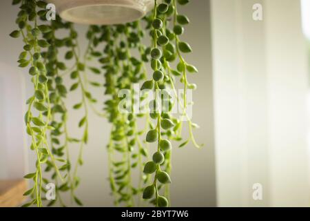 Senecio rowleyanus Haus Pflanze Blätter Detail. Perlensite abgerundete Blätter Pflanze aus nächster Nähe. Kopierbereich. Vertikale Aufnahme. Stockfoto