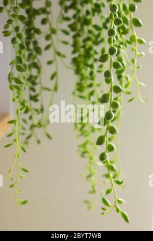 Senecio rowleyanus Haus Pflanze Blätter Detail. Perlensite abgerundete Blätter Pflanze aus nächster Nähe. Kopierbereich. Vertikale Aufnahme. Stockfoto