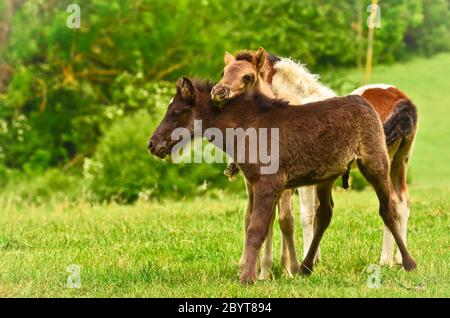 Zwei niedliche und tolle kleine Fohlen von isländischen Pferden, ein schwarzes und ein spießkahles, spielen und pflegen zusammen und üben soziales Lernen, int Stockfoto