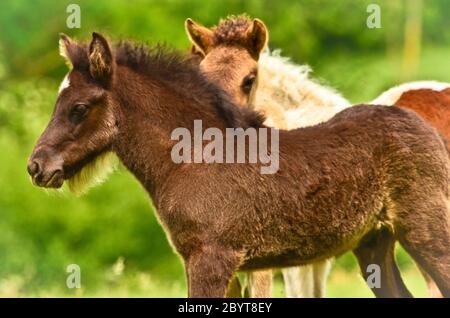 Zwei niedliche und tolle kleine Fohlen von isländischen Pferden, ein schwarzes und ein spießkahles, spielen und pflegen zusammen und üben soziales Lernen, int Stockfoto