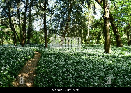 Bärlauch (Allium ursinum) auch als "Transoms Teppich" bekannt der Boden eines sonnendurchtringten kleinen Holzes im Frühjahr in der Nähe des Stadtzentrums. Somerset. GROSSBRITANNIEN Stockfoto