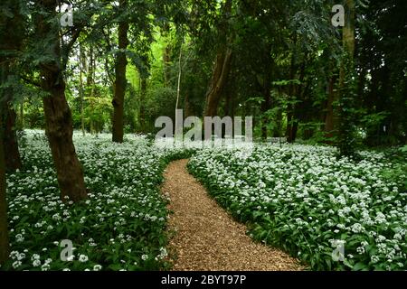 Bärlauch (Allium ursinum) auch als "Plumoms Teppich" bekannt der Boden eines kleinen Holzes im Frühjahr in der Nähe des Zentrums einer Stadt. Somerset. GROSSBRITANNIEN Stockfoto