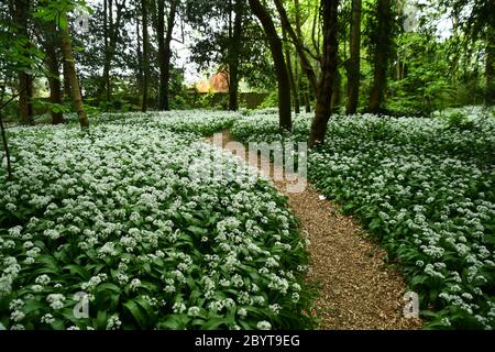 Bärlauch (Allium ursinum) auch als "Plumoms Teppich" bekannt der Boden eines kleinen Holzes im Frühjahr in der Nähe des Zentrums einer Stadt. Somerset. GROSSBRITANNIEN Stockfoto