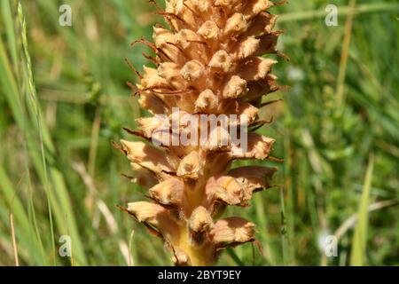 Knapfweed Broomrape'Orobanche elatior' fehlt Chlorophyll dieser Parasit relys auf größere Knapfweed.Found in rauer Weide über Kreide oder Kalkstein.Wid Stockfoto