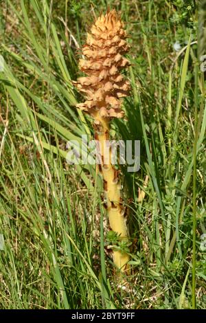 Knapfweed Broomrape'Orobanche elatior' fehlt Chlorophyll dieser Parasit relys auf größere Knapfweed.Found in rauer Weide über Kreide oder Kalkstein.Wid Stockfoto