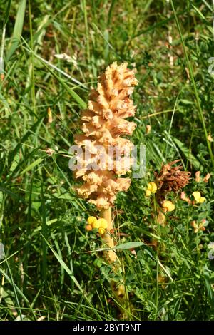 Knapfweed Broomrape'Orobanche elatior' fehlt Chlorophyll dieser Parasit relys auf größere Knapfweed.Found in rauer Weide über Kreide oder Kalkstein.Wid Stockfoto