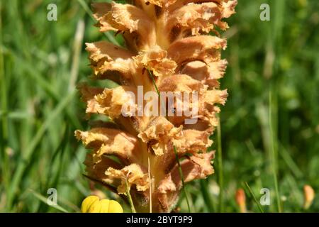 Knapfweed Broomrape'Orobanche elatior' fehlt Chlorophyll dieser Parasit relys auf größere Knapfweed.Found in rauer Weide über Kreide oder Kalkstein.Wid Stockfoto