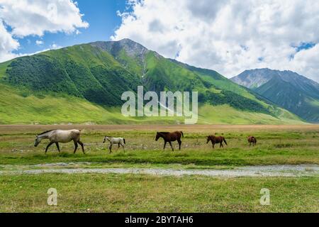 Pferde auf grünen Weiden und Berglandschaft - Truso Tal und Schlucht Landschaft Trekking / Wanderweg, in Kazbegi, Georgien. Stockfoto
