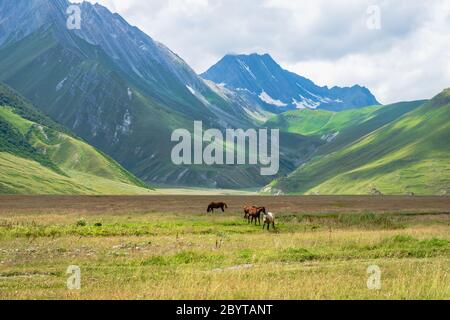Pferde auf grünen Weiden und Berglandschaft - Truso Tal und Schlucht Landschaft Trekking / Wanderweg, in Kazbegi, Georgien. Stockfoto