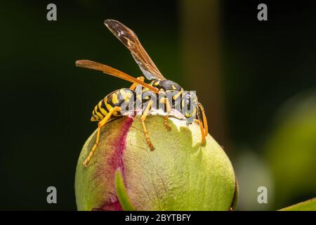 Europäische Papierwespe, die auf einer Pfingstrose auf dunklem Grund ernährt Stockfoto