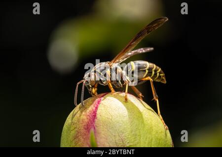 Nördliche Papierwespe, die auf einer Pfingstrose auf dunklem Grund ernährt Stockfoto