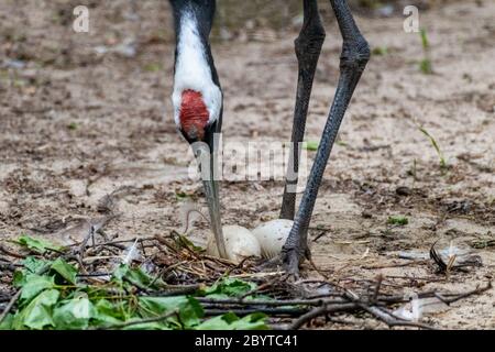 Der rotkronige Kranich (Grus) oder japanischer Kranich kümmert sich um Eier im Nest Stockfoto