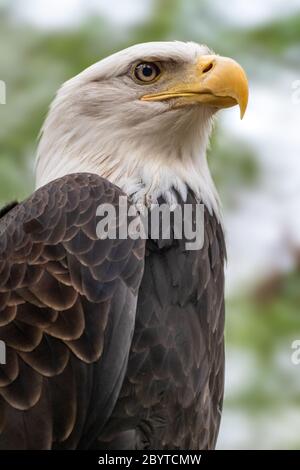 Porträt eines Weißkopfes aus der Nähe auf unscharfem natürlichen Hintergrund. Kraftvoller Vogel im wilden Leben. Vertikal Stockfoto