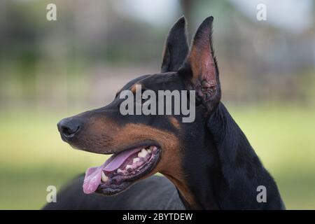 Elegante Kopfaufnahme eines Doberman-Pinschers Stockfoto