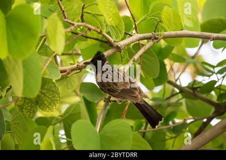 Rot belüftete bulbul (Pycnonotus cafer) Sitzend auf einem Baum mit leuchtend grünen Blättern Stockfoto