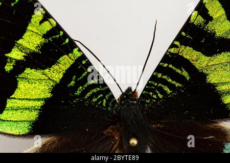 Schmetterling Stockfoto