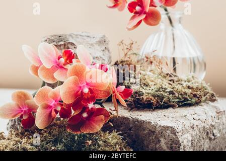 Orange Phalaenopsis Orchidee-Pflanze Stockfoto