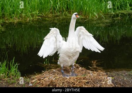 Weißer stummer Schwan Cygnus Farbe Weibchen oder Stift Spreizen Flügel während auf Nest stehen nach dem Preening ihre Federn - majestätische Klappflügel preen Pflege sauber Stockfoto