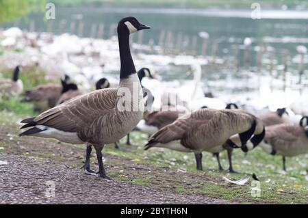 Kanadagans branta canadensis mit Schwarm anderer Gänse Stockfoto
