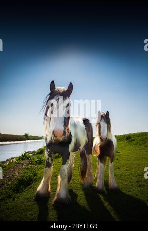 2 Pferde blicken auf die Kamera im grünen Feld mit Himmel und Fluss Stockfoto