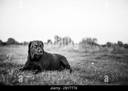 Schwarz und weiß dramatischen Hund sitzt auf Gras Werbung Tierarzt Hund Stockfoto