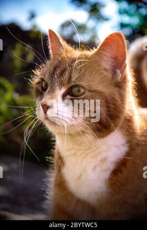 Schöne orange gestromte Katze Katze hinterleuchtet von Sonne Highlight Halo Stockfoto