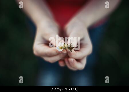 Nahaufnahme des Kindes Mädchen hält kleine weiße Frühlingsblumen in den Händen. Spaß im Freien Sommer saisonal Aktivitäten für Kinder. Kind Spaß haben. Stockfoto