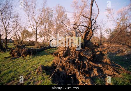 Bäume entwurzelt durch den Hurrikan 1987 in Surrey England Stockfoto