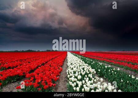 Dunkle stürmische Wolken über Tulpenfeld Stockfoto