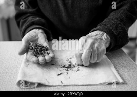 Getrocknete Pflanzen auf der Hand einer alten Frau. Schwarzweiß-Foto. Stockfoto