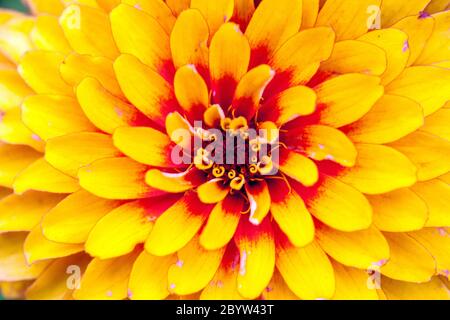 Orange Zinnia „Swizzle Yellow“ Nahaufnahme der roten gelben Blütenblätter in der Mitte Stockfoto