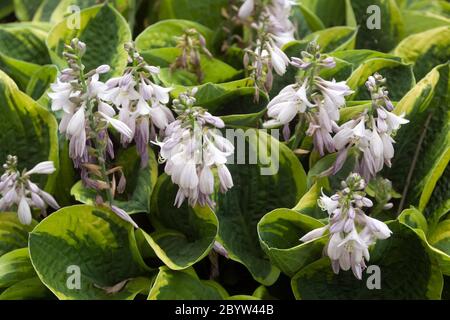 Hosta Fools Gold Stockfoto