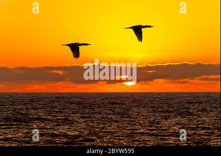 Zwei Vögel sind bei Sonnenuntergang mit einem lebendigen bunten Himmel im Hintergrund in der Flucht Stockfoto