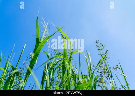 Üppig grüne Wildgräser wachsen auf einer Wiese gegen den klaren blauen Himmel, Blick von unten. Natürlicher Sommer Hintergrund Stockfoto