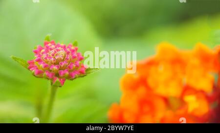 West indian lantana, eine der wilden Pflanzen, die die wunderbaren Orangenblüten haben. Diese Pflanze könnte verschiedene Krankheiten wie Rheuma, Hautjucken zu behandeln Stockfoto