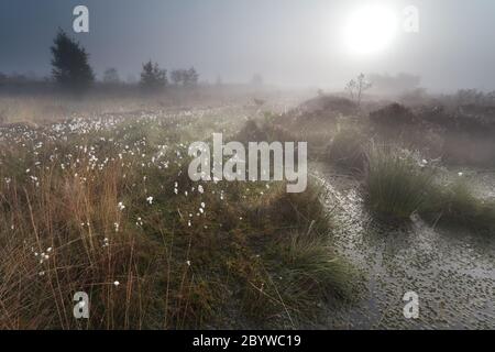 sonnenaufgang über nebligen Sumpf mit Baumwollgras Stockfoto