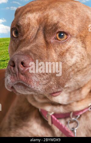 Pit Bull Mix Hund Stockfoto