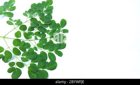 Moringa oleifera ist eine Pflanze, die oft als Drumstick Baum, Wunderbaum, Ben Ölbaum oder Meerrettich Baum bezeichnet wird. Stockfoto