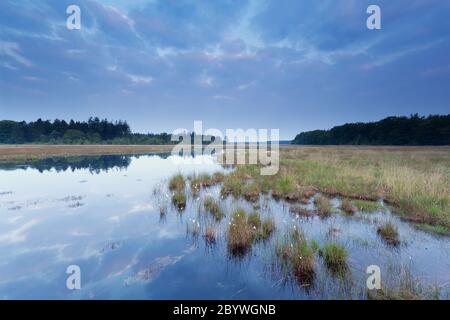 Früher Sonnenaufgang über dem Sumpf im Wald Stockfoto