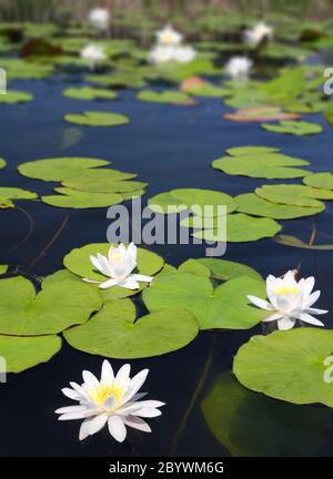 Sommer-See mit Seerosen-Blumen Stockfoto