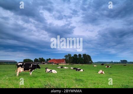 Kuh auf der Weide während des bewölkten Morgens Stockfoto