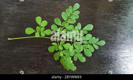 Moringa oleifera ist eine Pflanze, die oft als Drumstick Baum, Wunderbaum, Ben Ölbaum oder Meerrettich Baum bezeichnet wird. Stockfoto