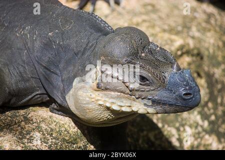 Das Nashorn Leguan (Cyclura cornuta) ist eine bedrohte Eidechse der Familie Iguanidae, die vor allem auf der Karibikinsel zu finden ist. Stockfoto