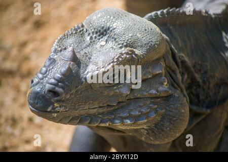 Das Nashorn Leguan (Cyclura cornuta) ist eine bedrohte Eidechse der Familie Iguanidae, die vor allem auf der Karibikinsel zu finden ist. Stockfoto