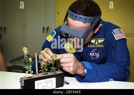 Die Teilnahme an der Crew Equipment Integration Test (CEIT) am Kennedy Space Center ist STS-87 Payload Specialist Leonid Kadenyuk von der National Space Agency of Ukraine (NSAU). Hier untersucht der Kosmonaut Kadenyuk Blumen auf Bestäubung und Befruchtung, die im Rahmen des Collaborative Ukrainian Experiment oder CUE an Bord von Columbia während seiner 16-tägigen Mission stattfinden wird, die am 19. November vom KSC Launch Pad 39-B starten soll. Das CUE-Experiment ist eine Sammlung von 10 pflanzenraumbiologischen Experimenten, die in Columbias Middeck fliegen und eine pädagogische Komponente enthalten, die e beinhaltet Stockfoto