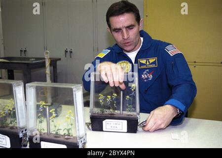 Die Teilnahme an der Crew Equipment Integration Test (CEIT) am Kennedy Space Center ist STS-87 Payload Specialist Leonid Kadenyuk von der National Space Agency of Ukraine (NSAU). Hier untersucht der Kosmonaut Kadenyuk Blumen auf Bestäubung und Befruchtung, die im Rahmen des Collaborative Ukrainian Experiment oder CUE an Bord von Columbia während seiner 16-tägigen Mission stattfinden wird, die am 19. November vom KSC Launch Pad 39-B starten soll. Das CUE-Experiment ist eine Sammlung von 10 pflanzenraumbiologischen Experimenten, die in Columbias Middeck fliegen und eine pädagogische Komponente enthalten, die e beinhaltet Stockfoto