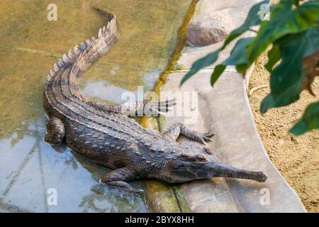 Der falsche Gharial ist ein Süßwasser-Krokodil aus Malaysia, Borneo, Sumatra und Java. Es ist dunkel rötlich-braun oben mit dunkelbraun. Stockfoto