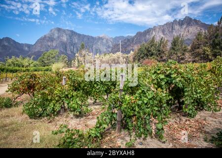 Reihen von gesunden Weinreben , Franschhoek, Western Cape, Südafrika Stockfoto